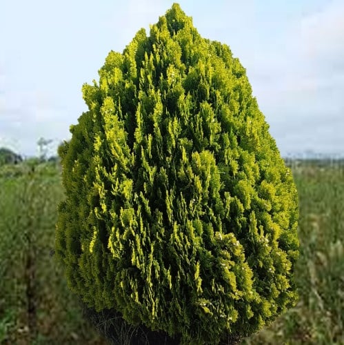 بذور شجرة الثويا جملة ( Thuja orientalis )