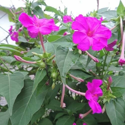 بذور زهرة شب الليل ( Mirabilis jalapa )