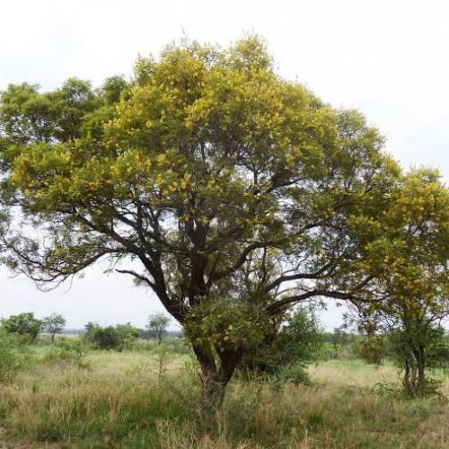 بذور شجرة البونسيانا الصفراء ( Peltophorum african...