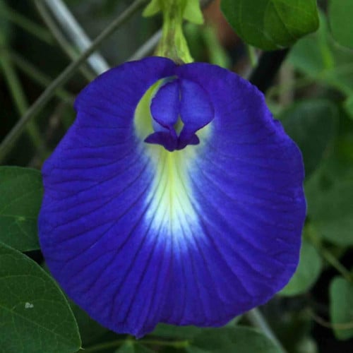 بذور متسلقة الشاي الأزرق - Clitoria ternatea