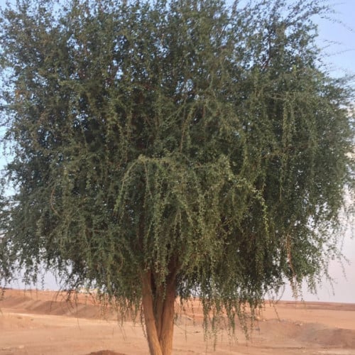 شجره الهجليج Balanites aegyptiaca)