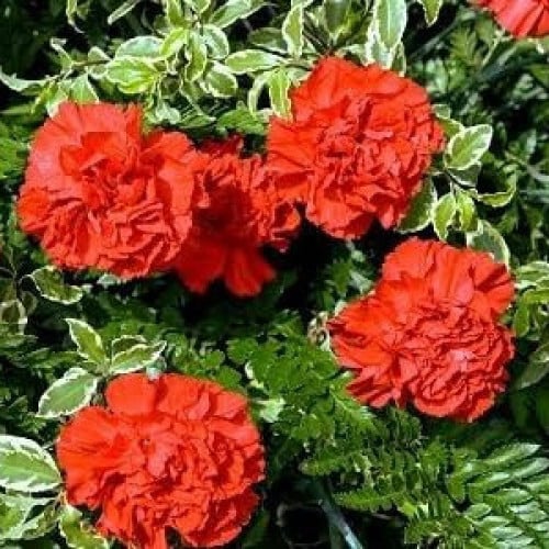 بذور القرنفل الأحمر ( Dianthus caryophyllus )