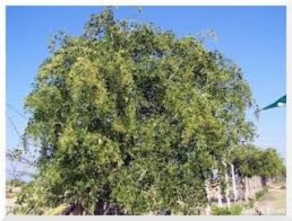 بذور شجرة الأراك - ( Salvadora persica )