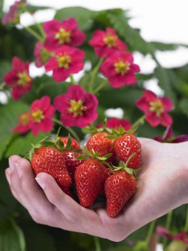 بذور الفراولة ( Fragaria x ananassa )