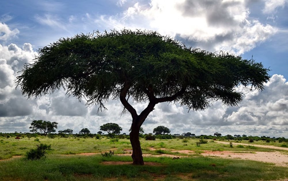 بذور شجرة السلم ( Acacia ehrenbergiana )