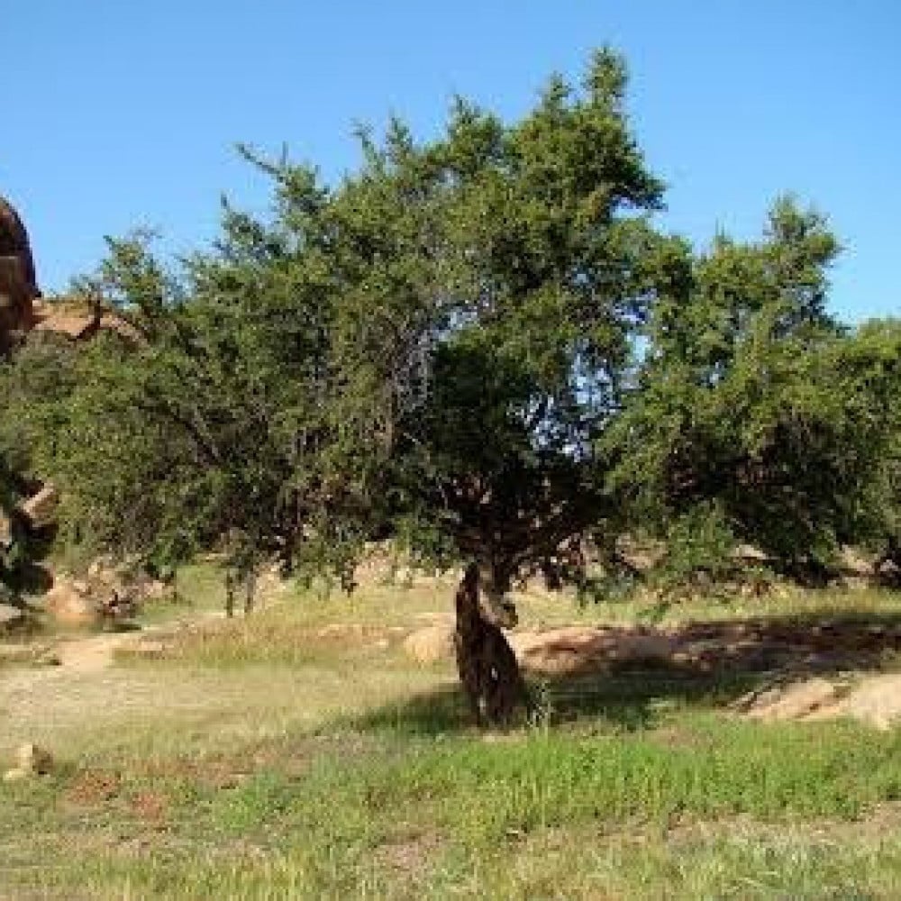 بذور شجرة الأراك - ( Salvadora persica )