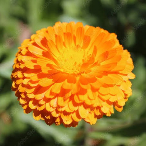 بذور زهور كالنديولا مودوج مخلوط ( Calendula )