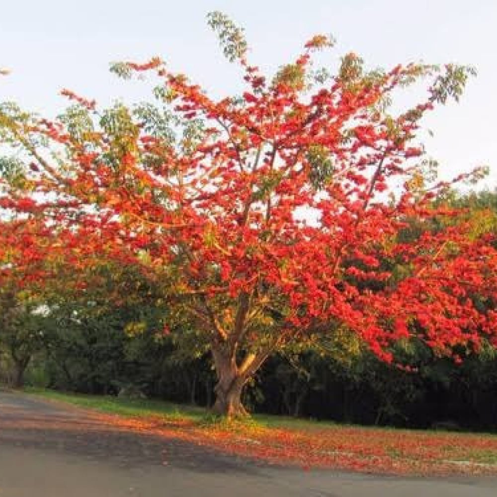 بذور شجرة البومباكس ( Bombax ceiba )