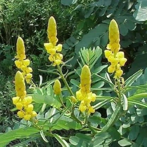 بذور شمعدان ( Senna alata )