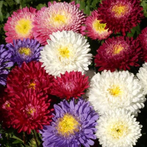 بذور زهرة أستر ( Aster )