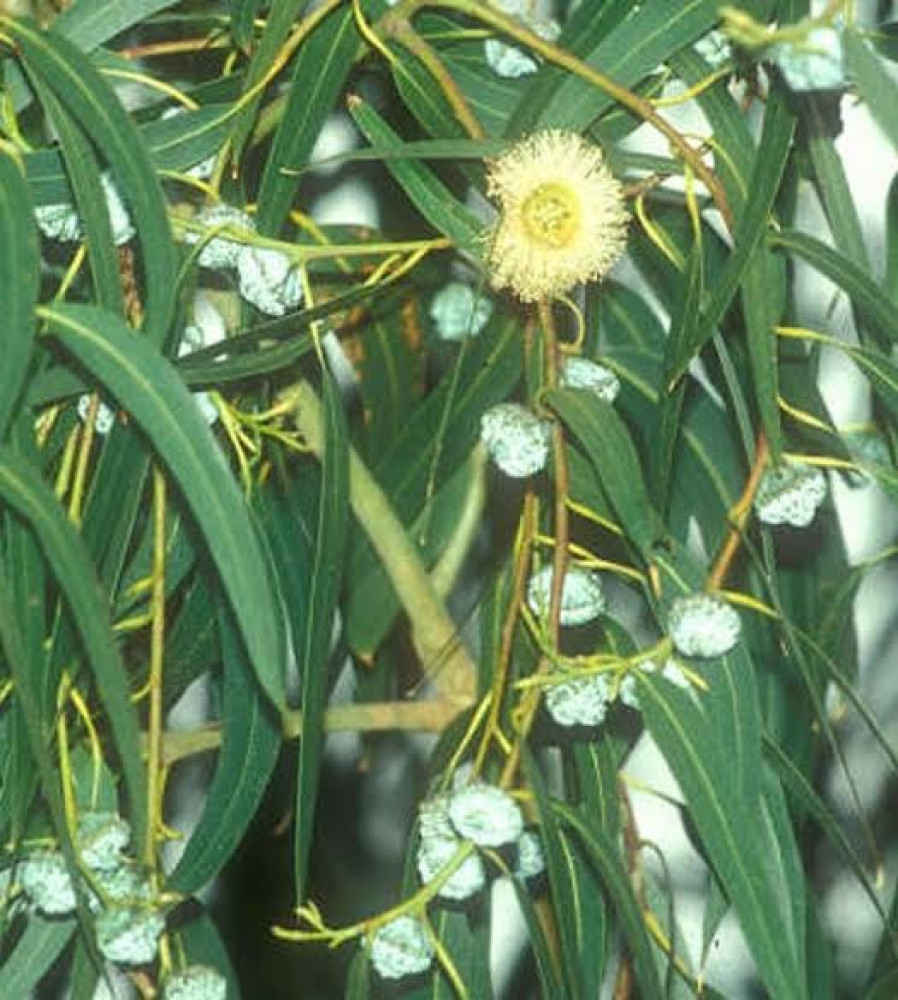 بذور شجرة الكين الليموني ( Corymbia citriodora )