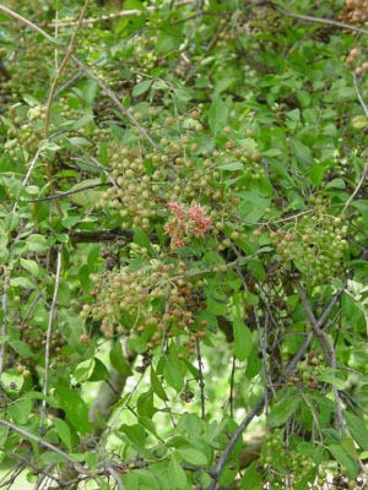 بذور شجرة الحناء البلدي ( Lawsonia Inermis )