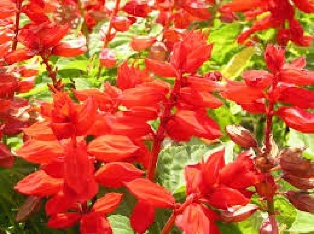 بذور زهرة سلفيا الحمراء (  Salvia splendens )