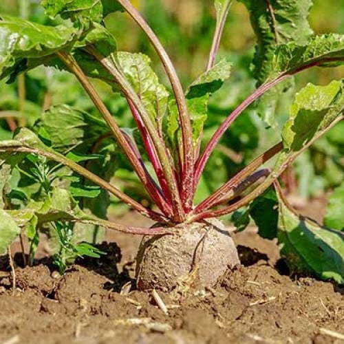 بذور نبات بنجر - الشمندر ( beta vulgaris )