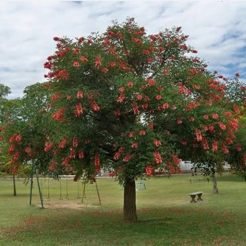 بذور شجيرة أرثرينا ( Erythrina humeana )