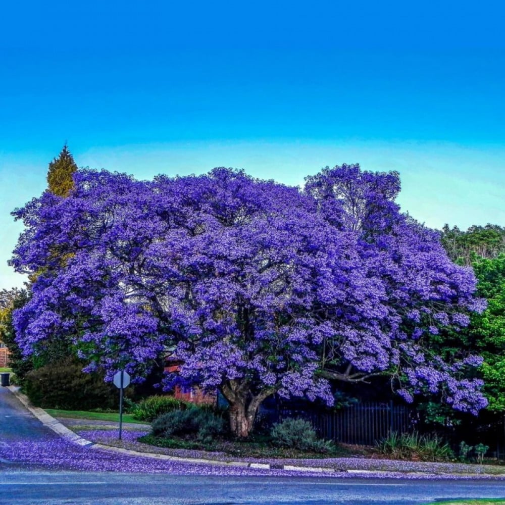 بذور شجرة الجاكرندا البنفسجية ( Jacaranda mimosifolia )