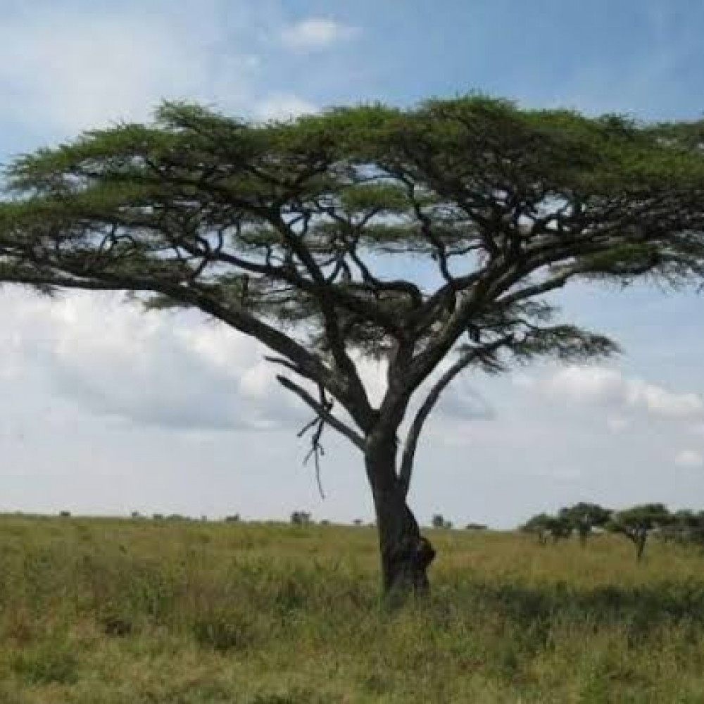 بذور شجرة الصمغ العربي ( Acacia senegal )