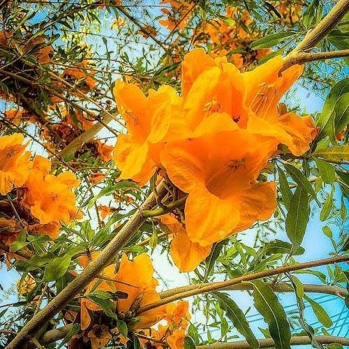 بذور شجرة الفرفاره ( Tecomella undulata )