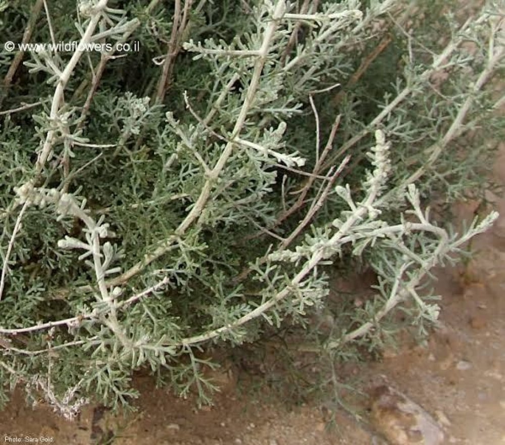 بذور عشبة الشيح (  Artemisia Sieberi )