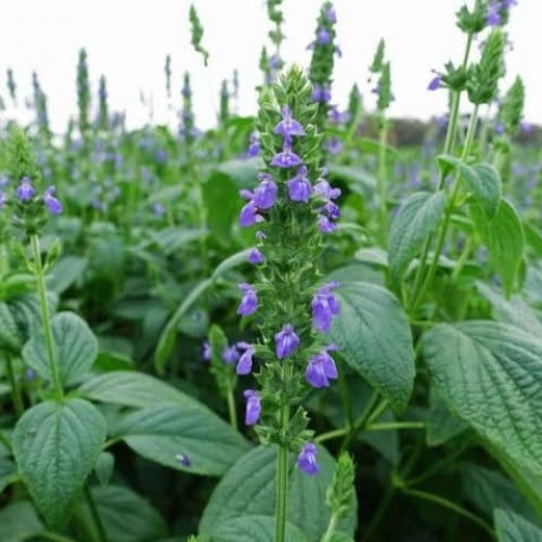 بذور الشيا ( Salvia hispanica )