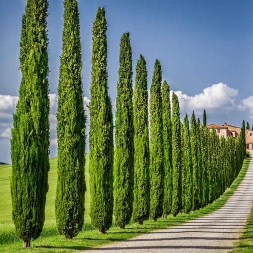 بذور شجرة السرو ( Cupressus )