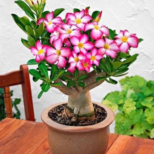 بذور العدنة-الأدينيوم (Adenium obesum)