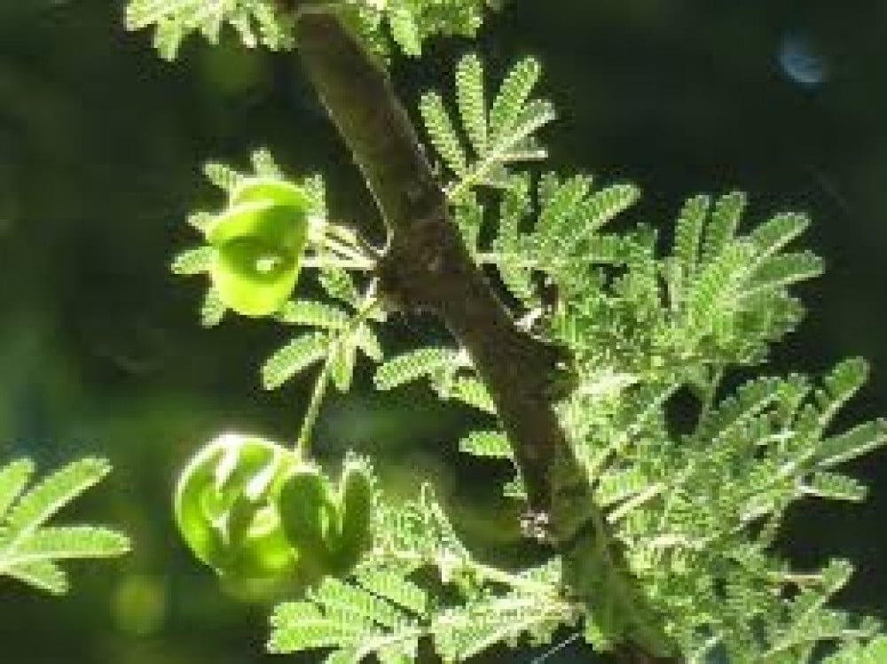 بذور شجرة السمر - ( Acacia tortilis ssp )