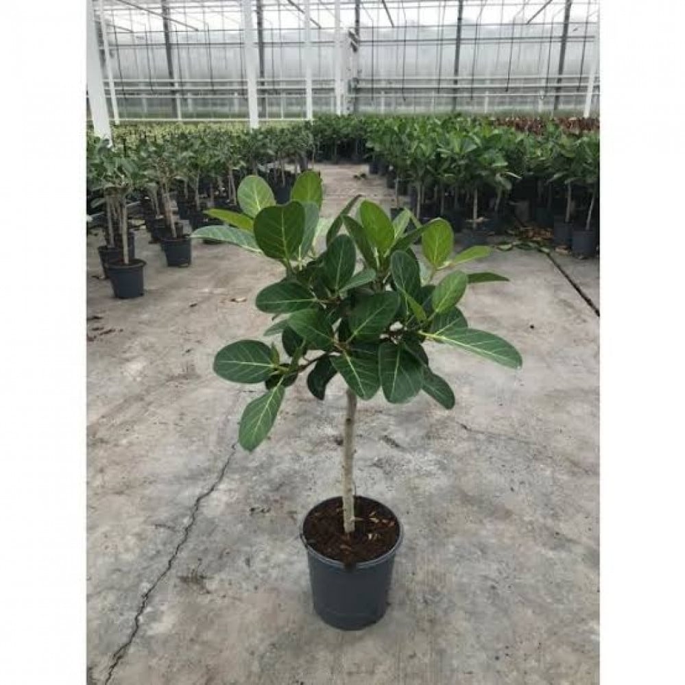 بذور فيكس بنغالي ( Ficus benghalensis )
