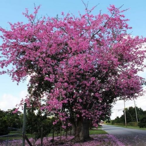 بذور شجرة الكوريزيا‬ ( Chorisia speciosa )