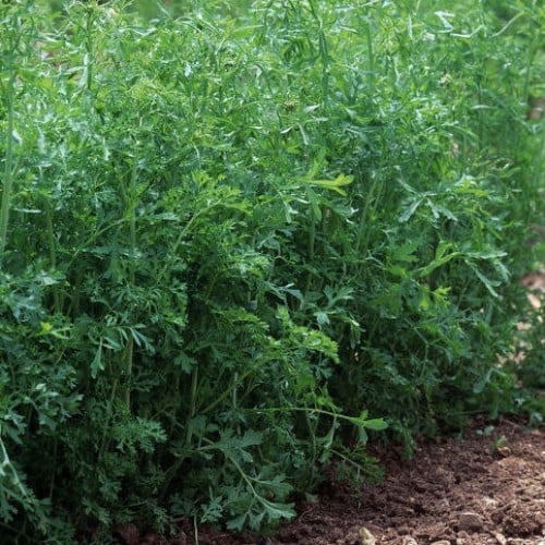 بذور حب الرشاد ( LEPIDIUM SATIVUM )