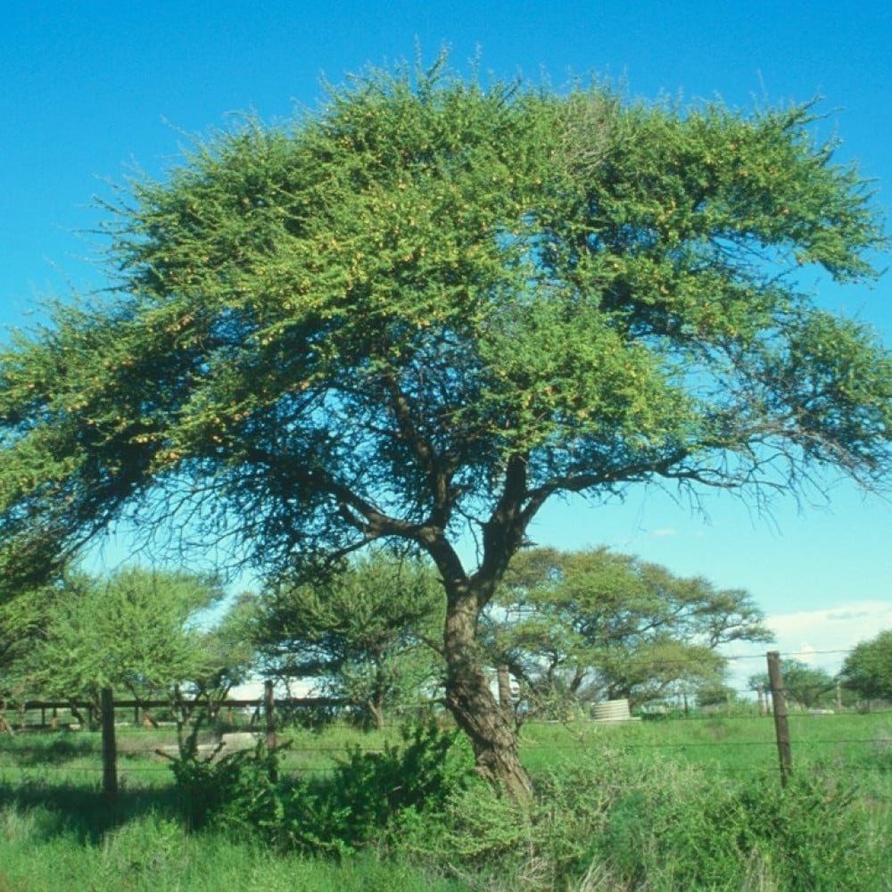 بذور شجرة السمر - ( Acacia tortilis ssp )