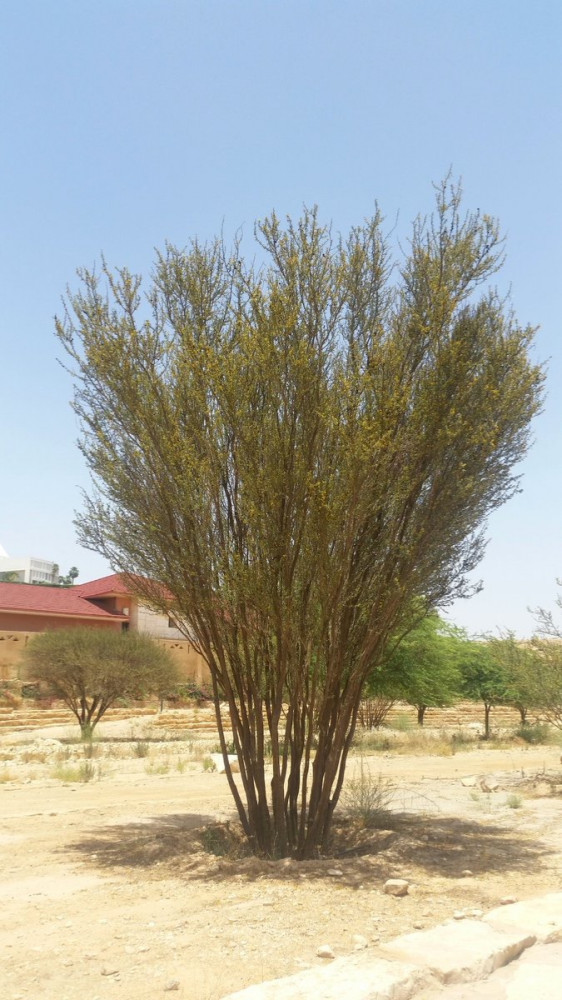 بذور شجرة السلم ( Acacia ehrenbergiana )