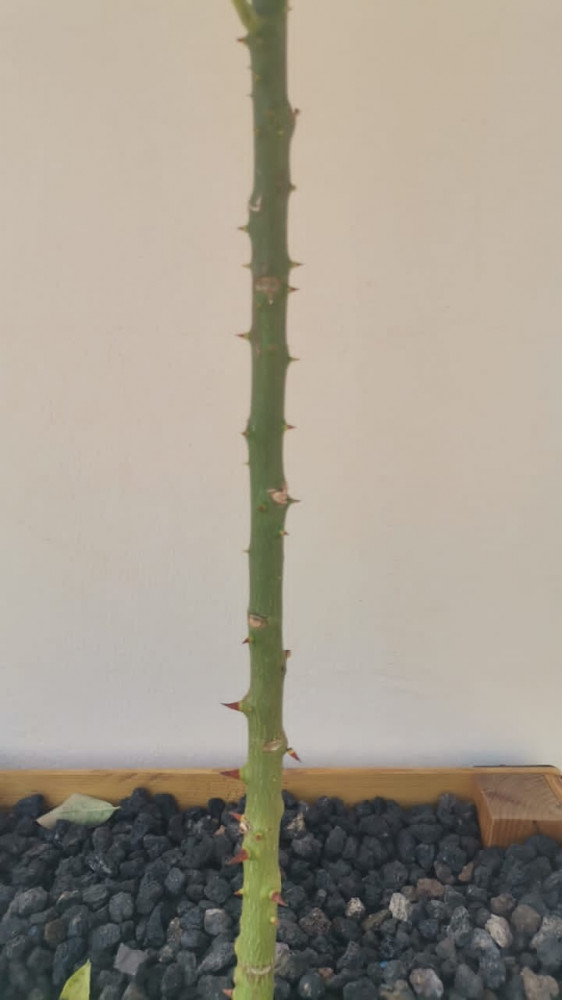 بذور شجرة الكوريزيا‬ ( Chorisia speciosa )