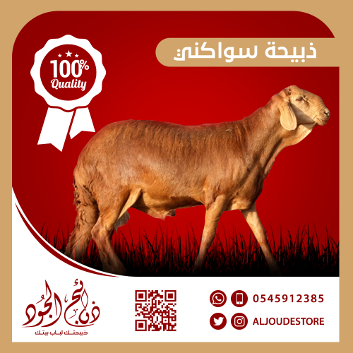 ذبيحة سواكني كبير