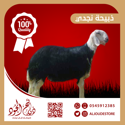 ذبيحة نجدي كبير