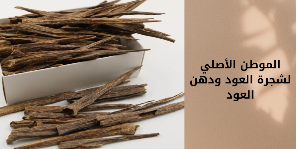 الموطن الأصلي لشجرة العود ودهن العود