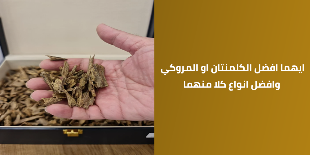 ايهما افضل الكلمنتان او المروكي