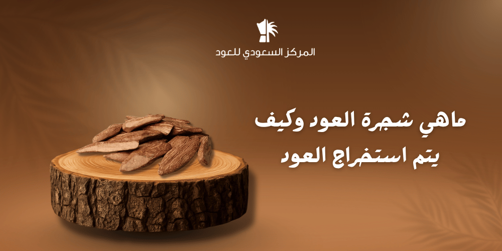 ما هي شجرة العود وكيف يتم استخراج العود