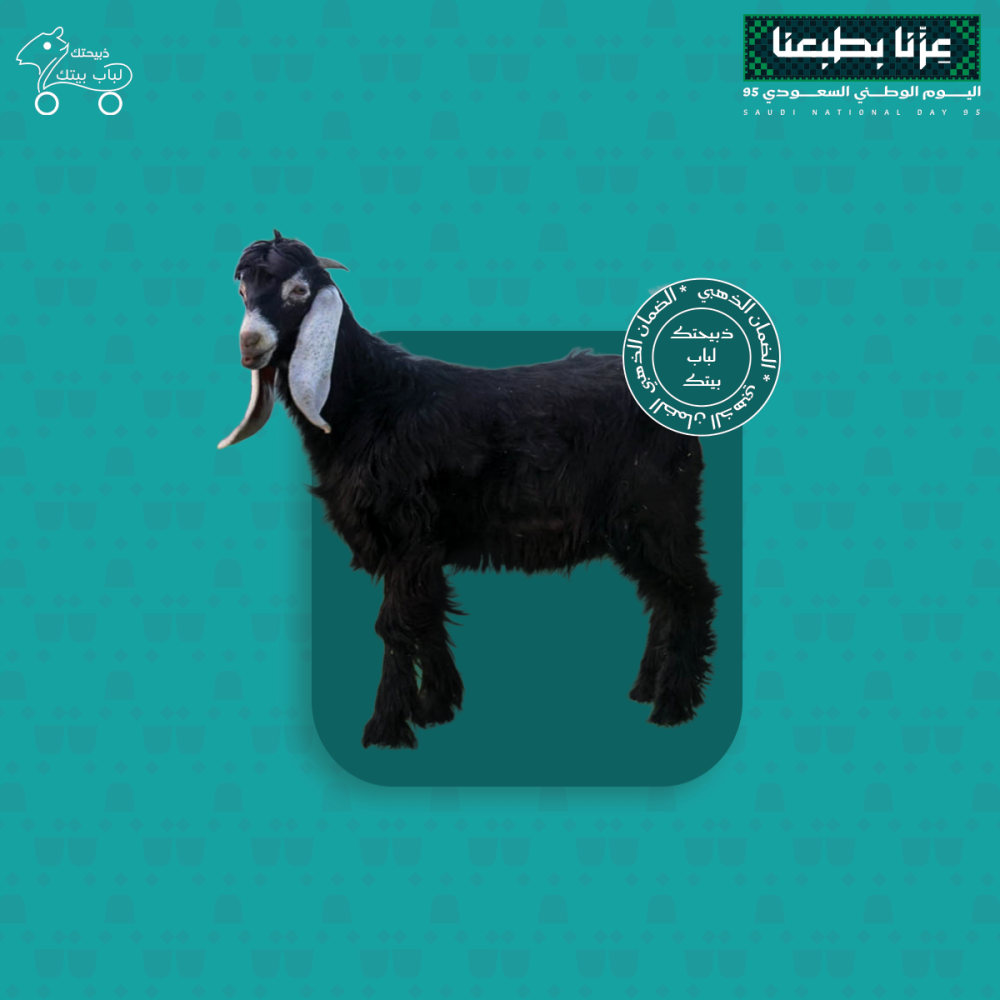 تيس - صغير وزن (9-11) كيلو