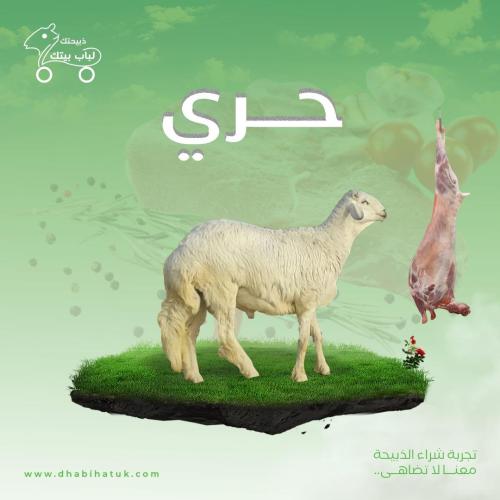 حري - كبير الوزن ( 20- 23كيلو