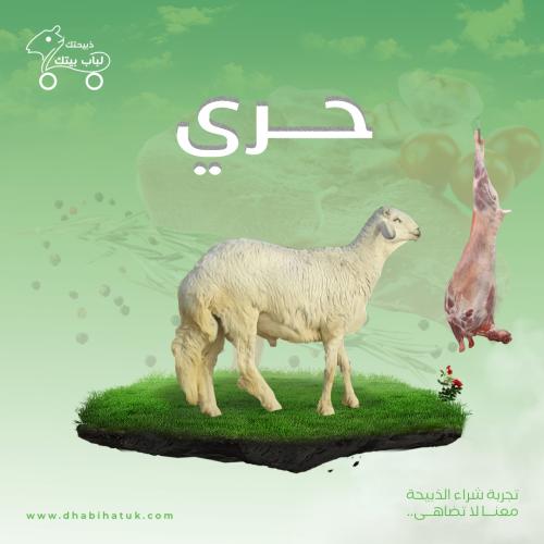 حري -كبير الوزن ( 16- 18 ) كيلو