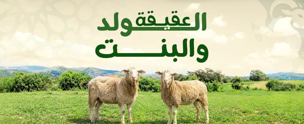 عقيقة الولد والبنت في السعودية: كل ما تحتاج معرفته عن الشروط والذبح والتوزيع
