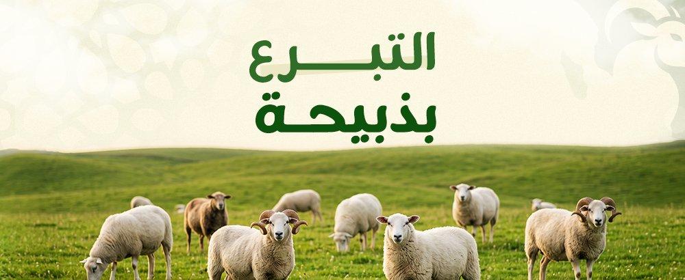 التبرع بذبيحة | فضله وخطوات تنفيذه وتوزيعه للمحتاجين