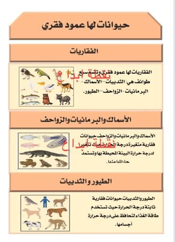 مطوية ( الحيوانات الفقارية )