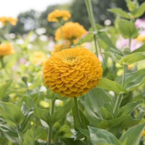 بذور زهرة الزينيا الصفراء ( Zinnia elegans )