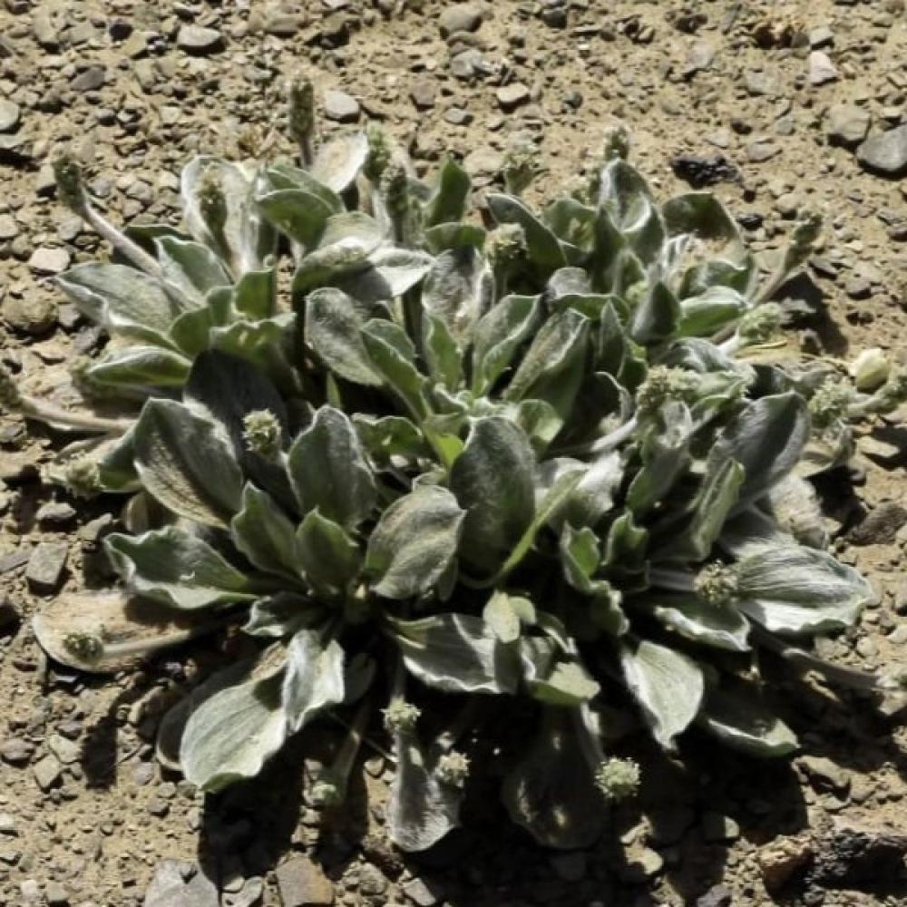 بذور عشبة القريطا - ربلة الوعر ( Plantago ciliata )