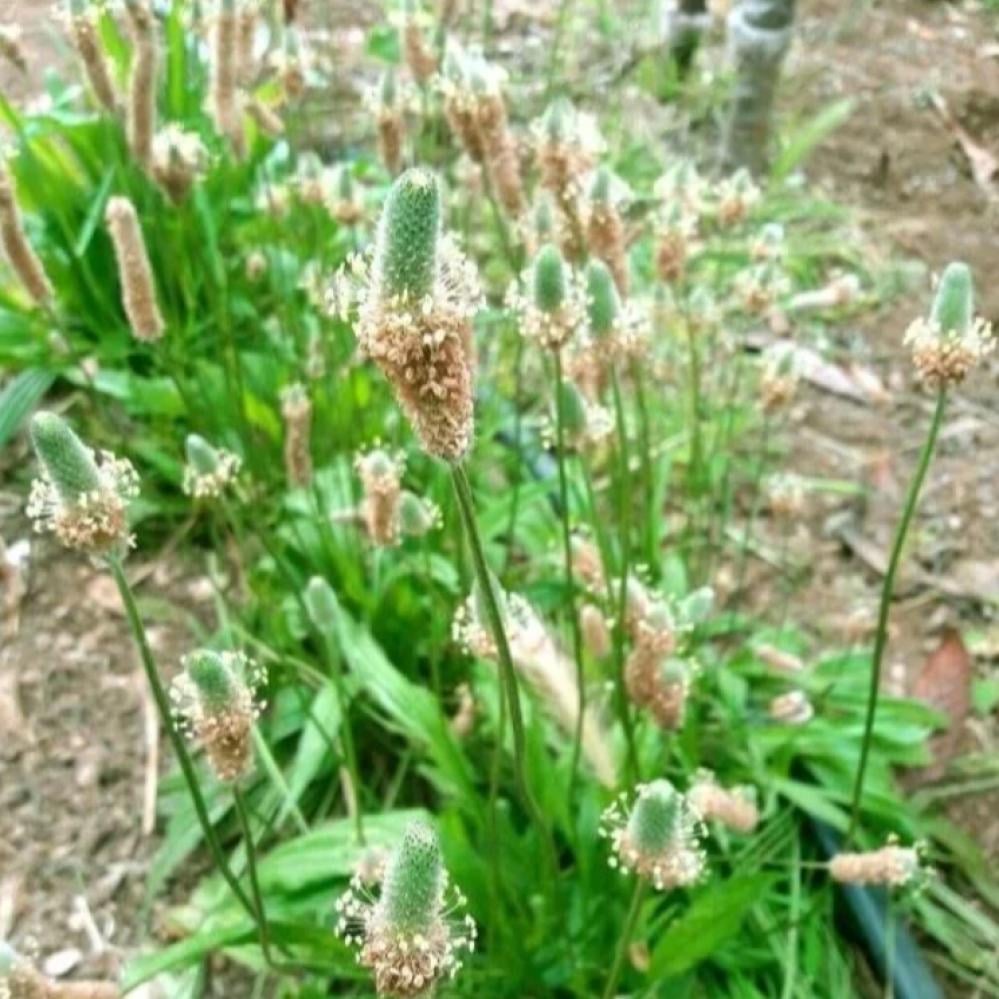 بذور ربلة القاطونة ( Plantago )