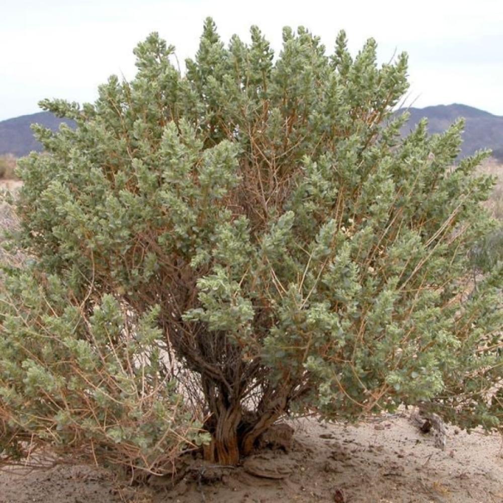 بذور شجيرة الرغل الشوكي ( Atriplex confertifolia )