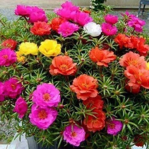 بذور زهرة الصباح - رجلة الزهور ( portulaca )