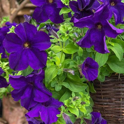 بذور زهرة البيتونيا الارجوانية ( Petunia )